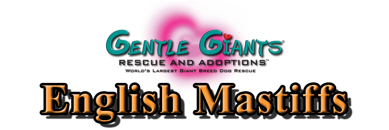 English Mastiffs at Gentle Giants Rescue and Adoptions